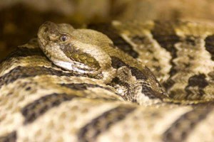 two-florida-men-charged-with-rattlesnake-trafficking-35479.html