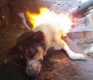 yulin1