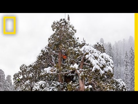 3,200 Years Old Tree and It’s Shocking Facts