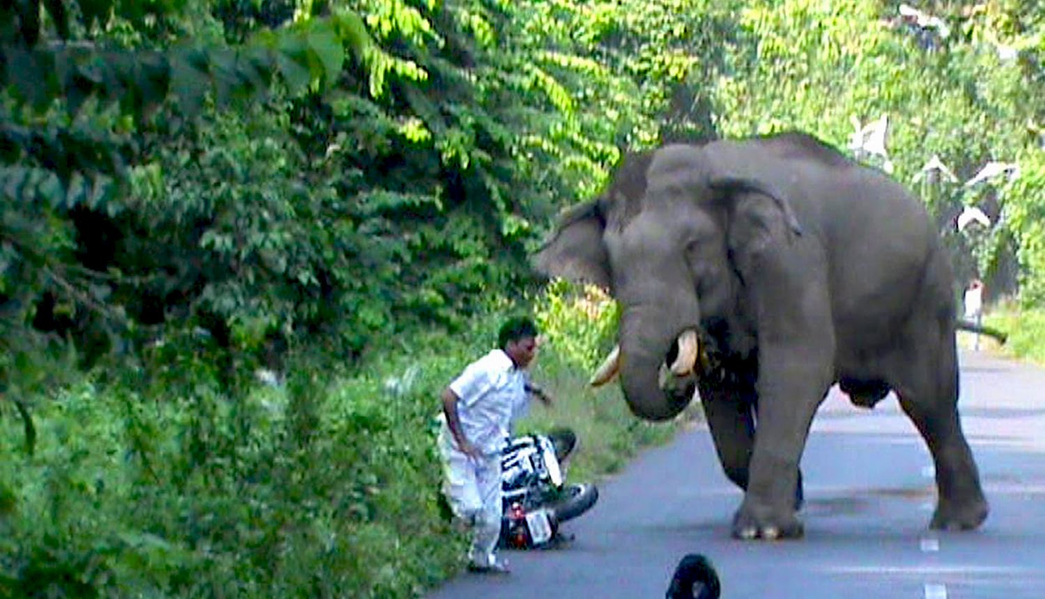 5 Reasons why Animals Attack Humans – Animal Attack Compilation