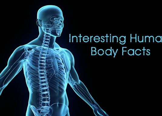 10 Amazing facts you need to know about the human body 10 Amazing facts you need to know about the human body