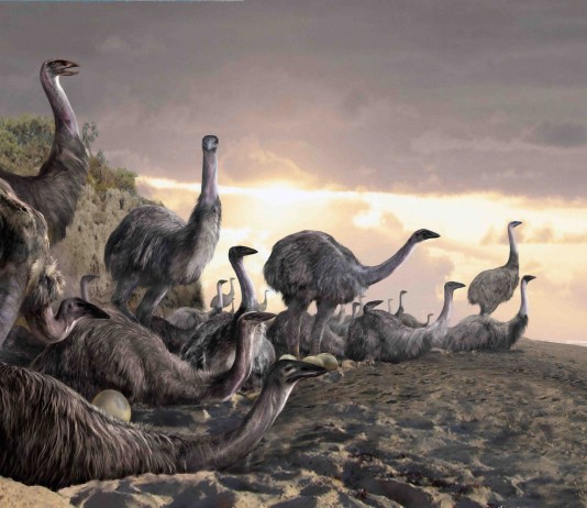 5 Facts about the giant Elephant Bird – Fascinating and Shocking
