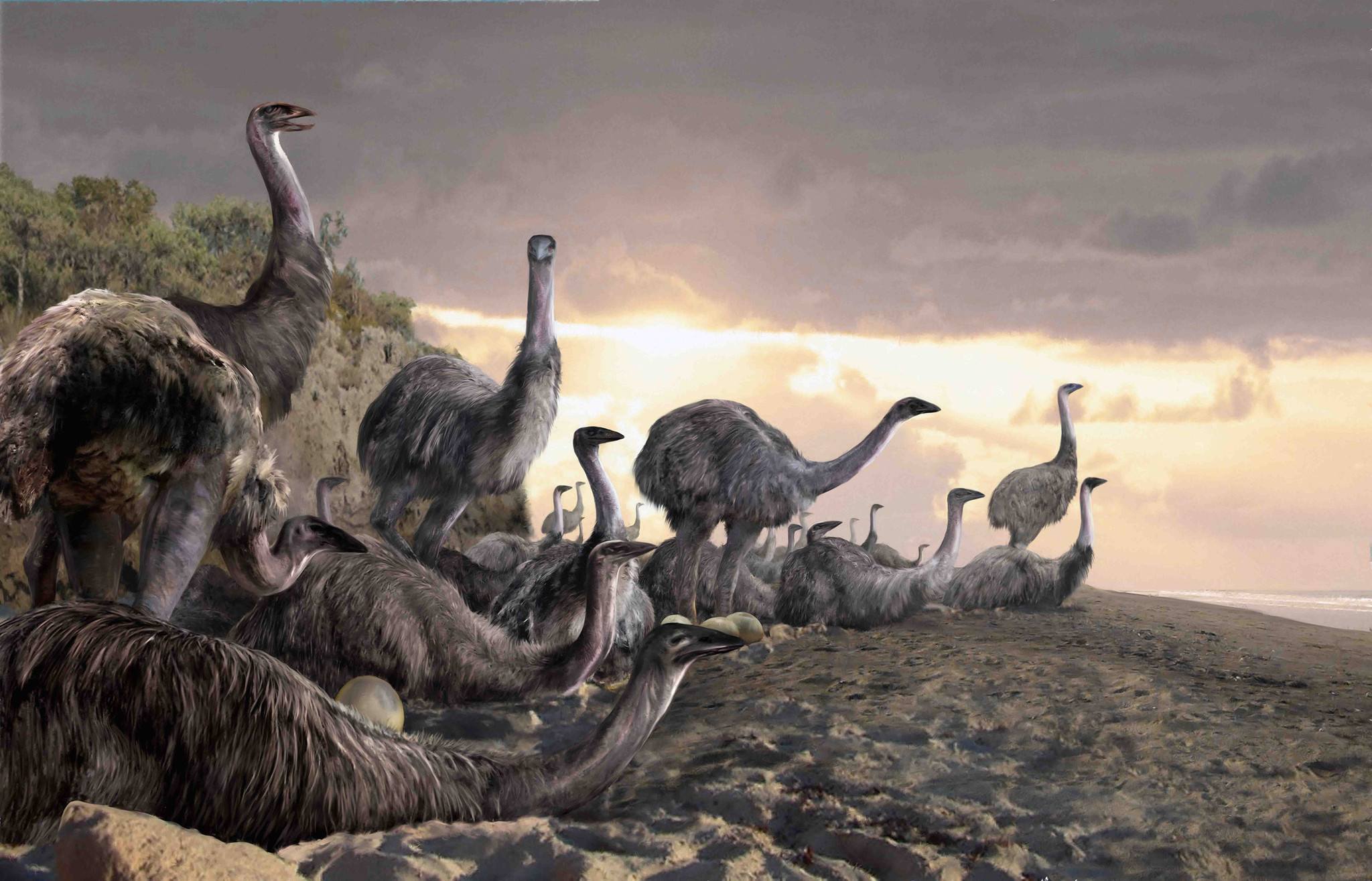 5 Facts about the giant Elephant Bird Fascinating and