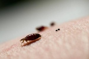 bed-bugs.jpg.662x0_q70_crop-scale
