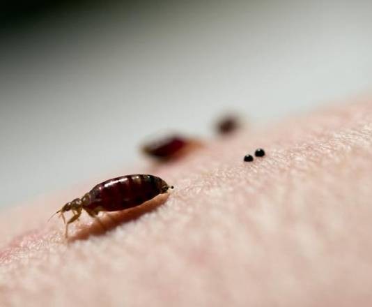 Know The Bedbugs Well to Eradicate Its Presence