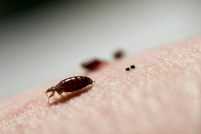 Know The Bedbugs Well to Eradicate Its Presence