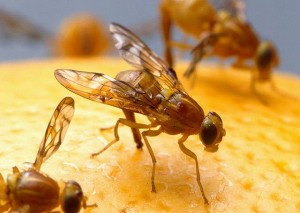 Trap The Fruit Flies And Kill Them With These Simple Steps