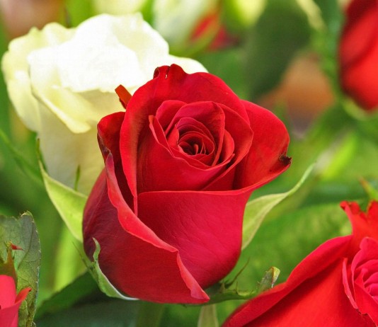 50 Most Beautiful And Fragrant Flowers In The World