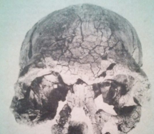 9 Facts About Our Evolutionary Ancestors