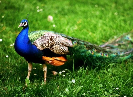 People who resolve controversies are in controversies – High court Judge’s People who resolve controversies are in controversies - High court Judge’s