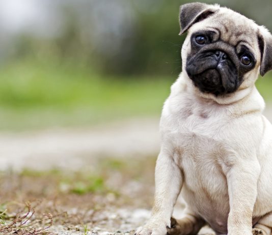 7 of the most Adorable dogs