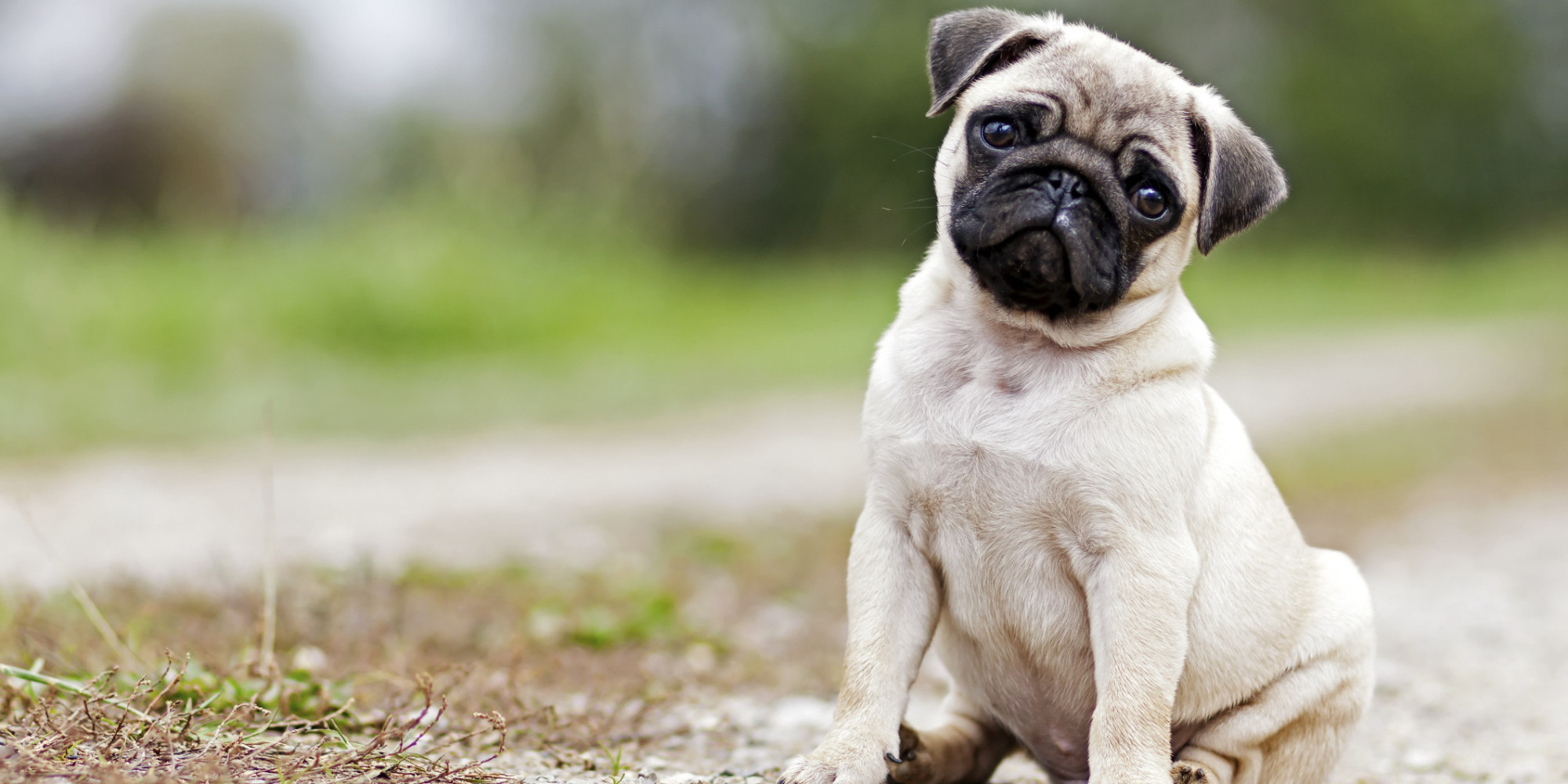 7 of the most Adorable dogs