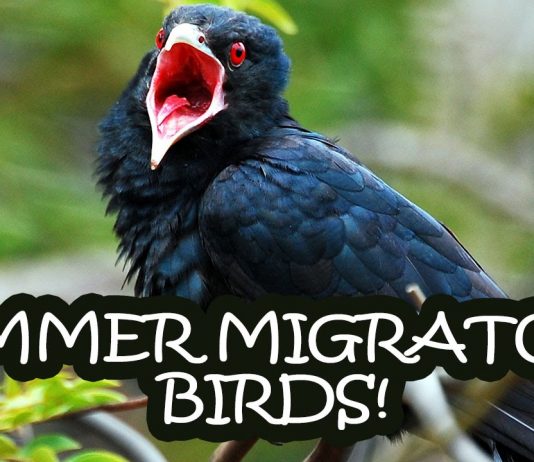 Top 10 Most Beautiful Birds that Migrate to India Top 10 birds that migrate to India