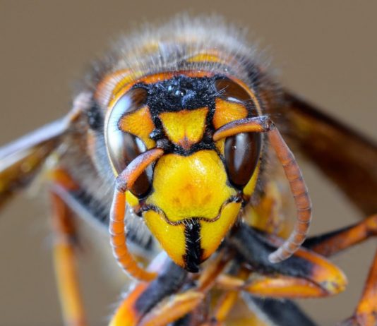 Weirdest things that took place in 2020 Weirdest things that took place in 2020