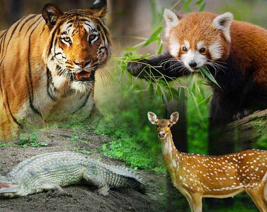 Famous wildlife sanctuaries in India that you must visit. famous wildlife sanctuaries in India