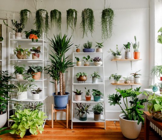 Plants That You Can Easily Grow Inside Your House plants that you can easily grow inside your house
