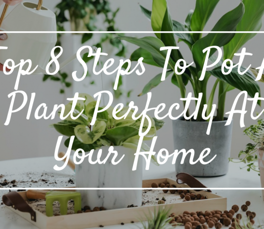 Top 8 Steps To Pot A Plant Perfectly At Your Home Top 8 Steps To Pot A Plant Perfectly At Your Home