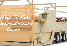 4 Ways To Make Weighing Livestock Easier 4 Ways To Make Weighing Livestock Easier
