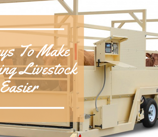 4 Ways To Make Weighing Livestock Easier 4 Ways To Make Weighing Livestock Easier