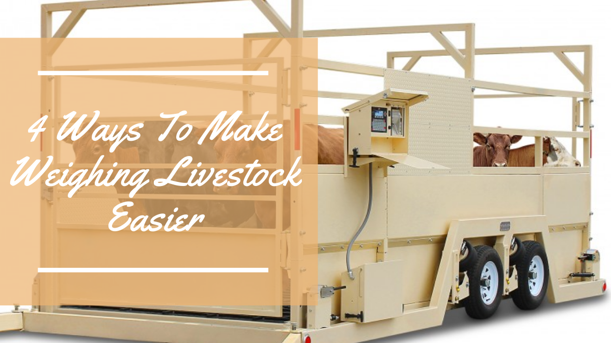 4 Ways To Make Weighing Livestock Easier
