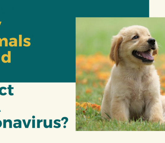 Why Animals Could Not Affect By A Coronavirus? Why Animals Could Not Affect By A Coronavirus