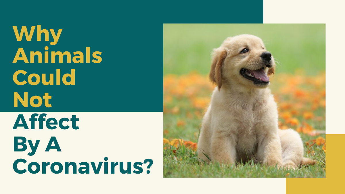 Why Animals Could Not Affect By A Coronavirus?