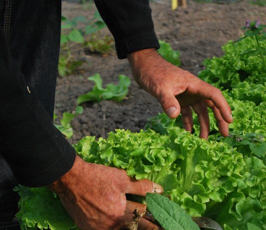 Tips for Vegetable Gardening