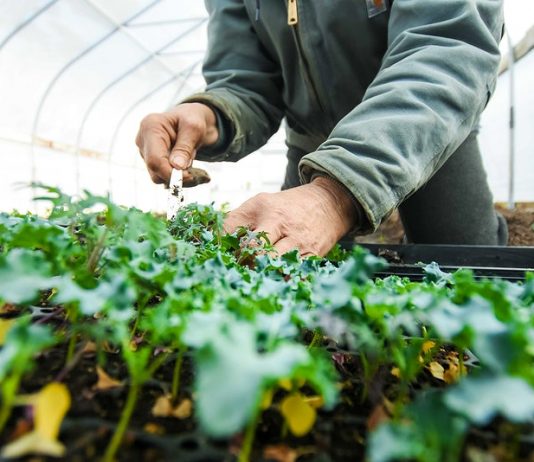 WHY SMART GARDENS ARE POPULAR NOWADAYS