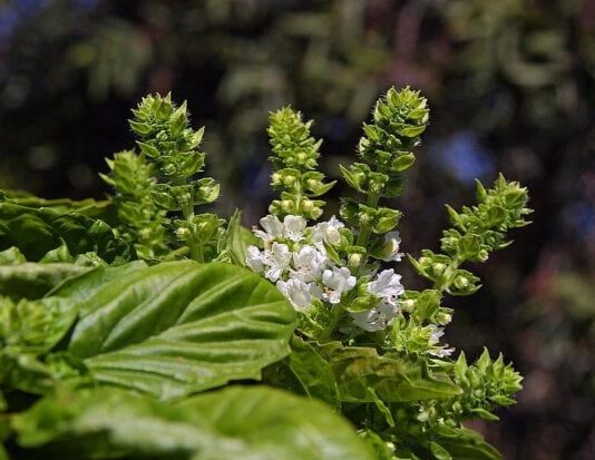 Miracle of Healing Explained in 3 Plants