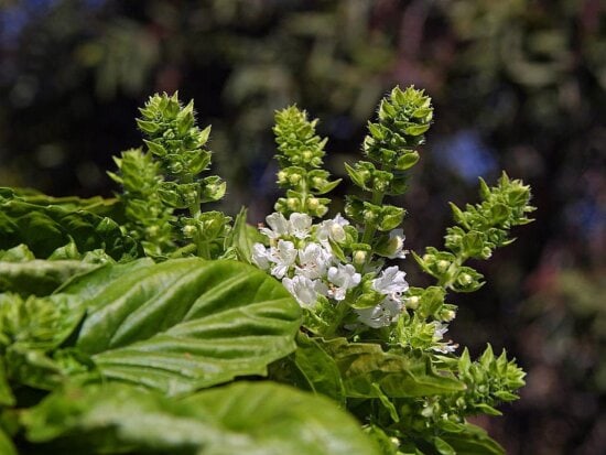 Miracle of Healing Explained in 3 Plants